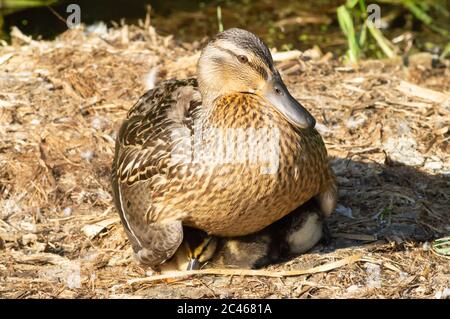 Weibliche Stockente Schutz Ente unter ihren Flügeln - anas platyrhynchos, anatidae, Wasservögel, Mutter, schützen, Eltern, Eltern, Instinkt Stockfoto