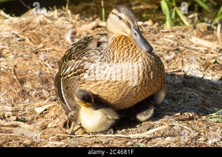 Weibliche Stockente Schutz Ente unter ihren Flügeln - anas platyrhynchos, anatidae, Wasservögel, Mutter, schützen, Eltern, Eltern, Instinkt Stockfoto