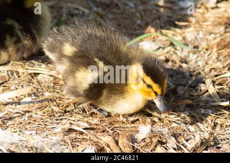 Stockente Entenkugeln auf einem Nest, das sich dem Wasser, anas platyrhynchos, anatidae, watervowl zu nehmen Stockfoto