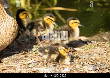 Die mallardennen Enten auf dem Nest, das sich dem Wasser, anas platyrhynchos, anatidae, waterfowl zu nehmen Stockfoto