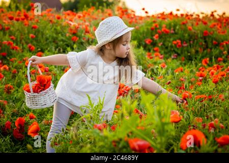 Kleine niedliche Mädchen mit einem Korb mit Blumenstrauß von Mohnblumen steht in einem Feld von Mohnblumen, Tschechische repablic Stockfoto