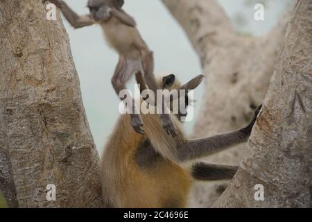 Hanuman langurs (graue langurs, Semnopithecus). Ein Jugendlicher springt. Rajgir Hills, Bihar, Indien. Stockfoto