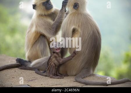 Hanuman langurs (grau langurs, Semnopithecus) Pflege, mit einem Jugendlichen reagiert auf menschliche Präsenz. Rajgir Hills, Bihar, Indien. Stockfoto