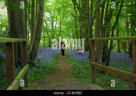 Person zu Fuß Ich bin Bluebell Holz Stockfoto