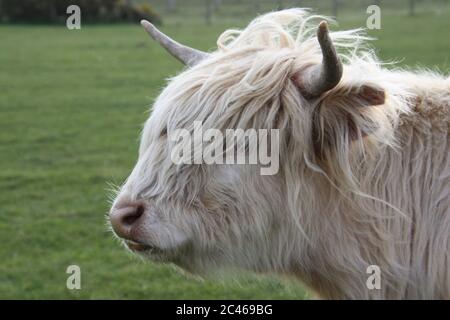 Eine helle oder blonde Highland Kuh mit Kopf und Hörnern Stockfoto