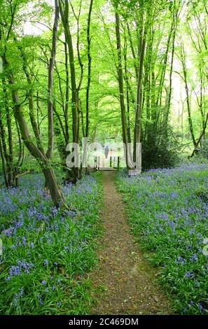 Person zu Fuß Ich bin Bluebell Holz Stockfoto