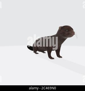 Grafische Darstellung von 3D gerendertem Otter isoliert auf dem weißen Hintergrund Stockfoto