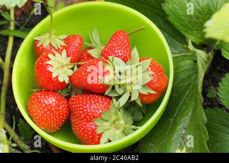 Erdbeeren in einer grünen Schüssel Stockfoto