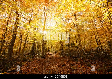 Trail durch die Adirondack Berge im Herbst Stockfoto