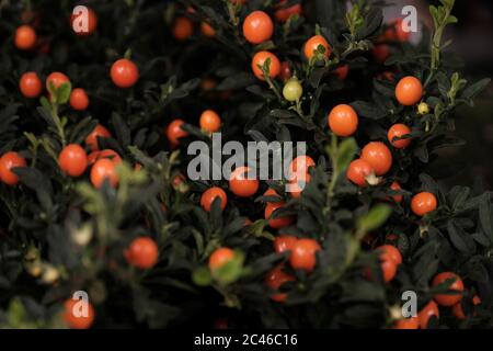 Solanum Winterkirsche - blühende Pflanze mit Früchten Stockfoto