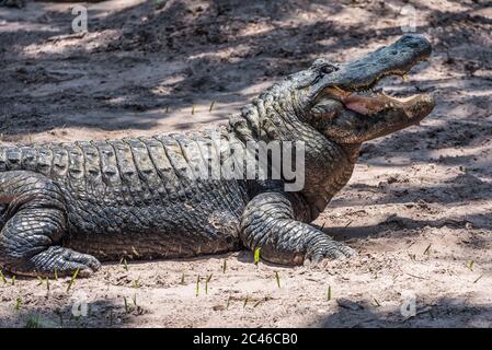 Alligator mit offenen Mund bei St. Augustine Alligator Farm Tierpark in St. Augustine, Florida. (USA) Stockfoto