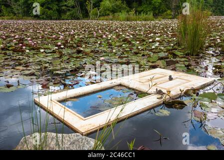 Tür schwimmt in Seerosenunterlage bedeckt See in Lawrenceville, Georgia. (USA) Stockfoto