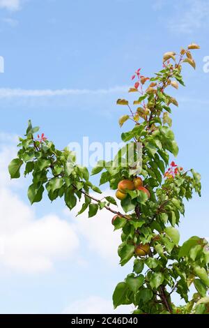 Prunus domestica Tipala Stockfoto