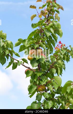 Prunus domestica Tipala Stockfoto