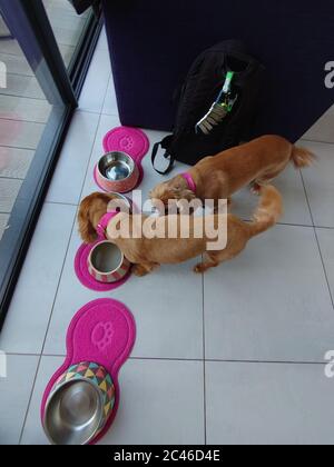 Vertikale High-Angle-Aufnahme von zwei Cocker Spaniels essen ihre Mahlzeit aus rosa Schalen Stockfoto