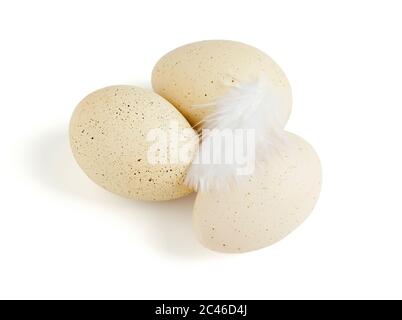 Drei gefleckte Wachteleier und eine Feder, isoliert auf weißem Hintergrund Stockfoto