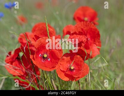 Roter Maismohn, Papaver rhoeas, auf einer Wiese Stockfoto