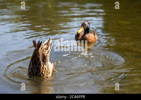 UK Wetter: London, UK. Juni 2020. Heißer, sonniger Nachmittag in Chiswick. Kredit: Liam Asman/Alamy Live Nachrichten Stockfoto