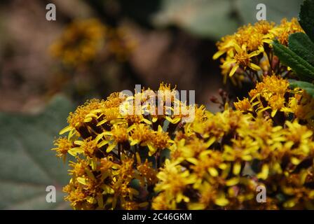 Nahaufnahme von schönen gelben jacobaea vulgaris Blumen auf einem Unscharfer Hintergrund Stockfoto
