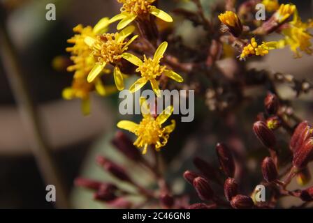 Nahaufnahme von schönen gelben jacobaea vulgaris Blumen auf einem Unscharfer Hintergrund Stockfoto