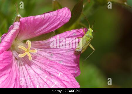 Capsid Bug (Closterotomus norwegicus) Sussex Garden, Großbritannien Stockfoto