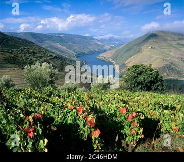 Weinberge und Douro-Tal, in der Nähe von Pinhao, Douro-Tal, Portugal, Europa Stockfoto