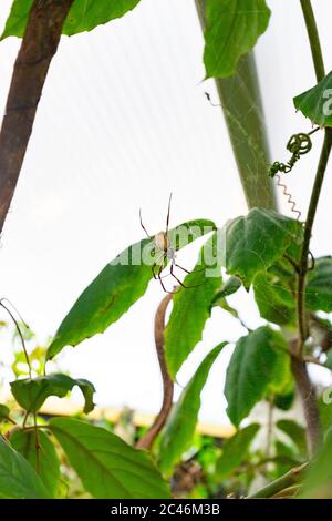 Nahaufnahme einer Spinne auf einem Spinnennetz mit Grüne Blätter während des Tages Stockfoto