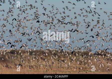 Goldpfeifer, Pluvialis apricaria, Flock im Flug mit Kiebitzen, Vanellus vanellus, über Schilfbett,. Aufgenommen Im Februar. Titchwell, Norfolk, Großbritannien. Stockfoto