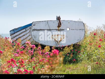 Verlassene Fischerboot am Aldeburgh Beach mit Blumen im Vordergrund. Aldeburgh, Suffolk. GROSSBRITANNIEN Stockfoto