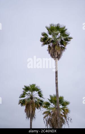 Vertikale Aufnahme von drei hohen asiatischen Palmen unter dem Wolkenverhangen Himmel Stockfoto