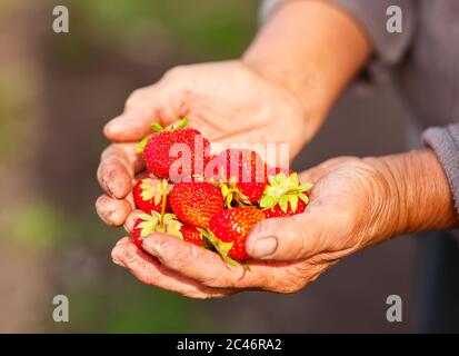 Ältere Frau mit frisch gepflückten Erdbeeren in der Hand. Stockfoto