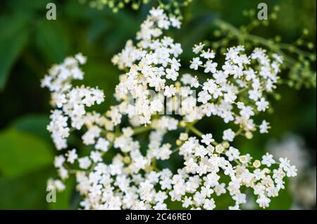 Nahaufnahme von schönen weißen Baldrian Blumen auf einem verschwommen Hintergrund Stockfoto