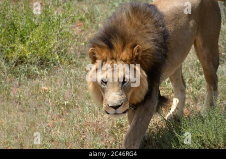 Männliches Löwenporträt in der afrikanischen Savanne, Namibia. Afrika. Löwe steht im Busch und schaut in die Kamera Stockfoto