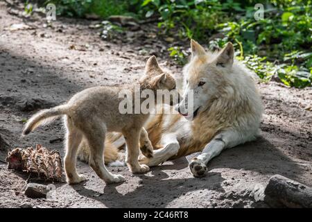 Hudson Bay Wölfe (Canis lupus hudsonicus) Welpen begrüßen erwachsenen weißen Wolf in der Nähe von den, gebürtig in Kanada Stockfoto