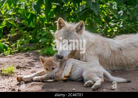 Hudson Bay Wölfe (Canis lupus hudsonicus) Welpen ruhen neben erwachsenen weißen Wolf in der Nähe von Höhle, Heimat Kanada Stockfoto