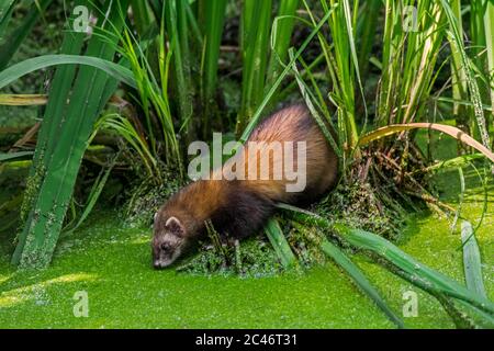 Europäischer Polecat (Mustela putorius) Trinkwasser aus Teich / Bach Stockfoto