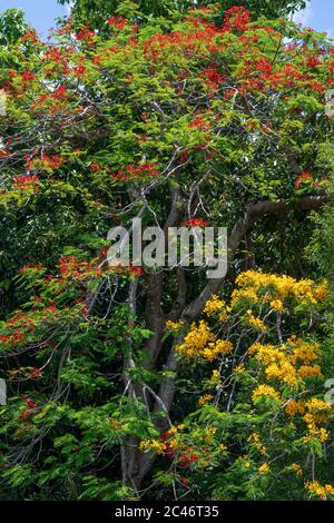 Gelbe und rot blühende poinciana Bäume (Peltophorum pterocarpum und Delonix regia) - Davie, Florida, USA Stockfoto
