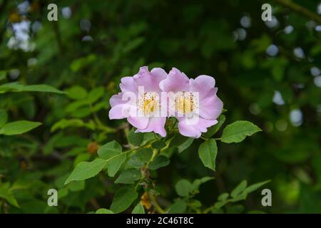 Rosa Blüten stieg Hüften auf einem Busch zwischen grünen Blättern Stockfoto