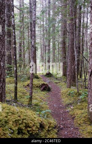 Schmale Pfade schlängeln sich durch Nadelwälder, die den Wanderer zur Erkundung der Gegend um den Chilliwack Lake Provincial Park Campground, BC, Kanada, führen Stockfoto