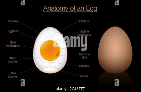 Anatomischer Querschnitt der Eier. Die Struktur des Vogelei, beschriftete Karte mit den Namen der Komponenten - die Abbildung des Diagramms auf schwarzem Hintergrund. Stockfoto