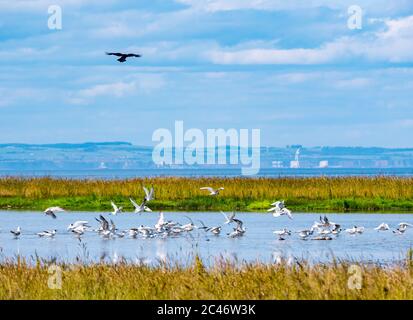 Schwarzkopfmöwen und Seevögel starten in Schrecken mit Krähe über, Musselburgh Lagunen im sonnigen Sommerwetter, East Lothian, Schottland, Großbritannien Stockfoto