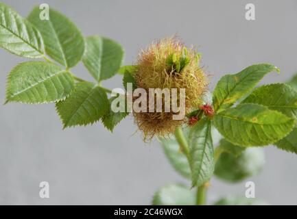 Robin's Pin Kissen Stockfoto