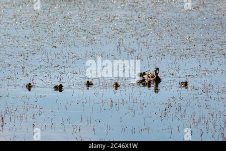 Weibliche Stockente mit Enten in einer Baumschule in See in Sonnenschein, Musselburgh Lagoon, Schottland, Großbritannien Stockfoto