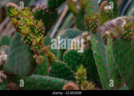Blinder Kaktus aus Stachelpavelle oder Opuntia rufida im botanischen Garten, Nahaufnahme. Stockfoto