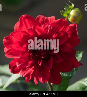 Dahlia „Garden Wonder“ Stockfoto