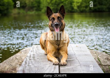 Porträt eines Malinois (belgischer Schäferhund), der auf einem Steg liegt Stockfoto