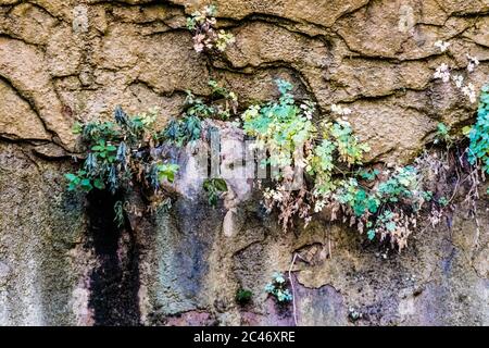 Hängende Gärten an den bunten Sandsteinfelsen entlang des Riverside Walk im Zion National Park, Utah, USA Stockfoto