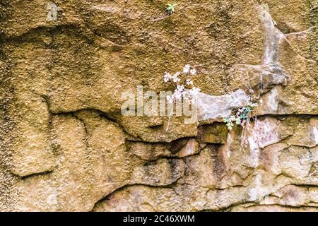 Hängende Gärten an den bunten Sandsteinfelsen entlang des Riverside Walk im Zion National Park, Utah, USA Stockfoto