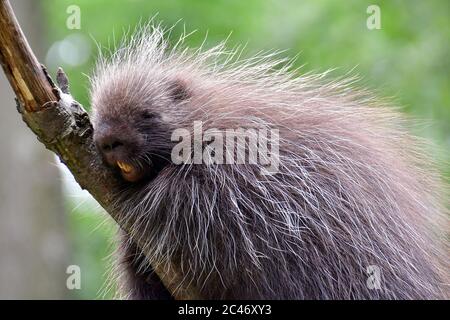 Nordamerikanisches Stachelschwein, kanadisches Stachelschwein oder gewöhnliches Stachelschwein, Urson, Baumstachelschwein, Erethizon dorsatum, észak-amerikai kúszósül Stockfoto