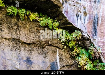 Blaue Farben und hängende Gärten an den bunten Sandsteinfelsen entlang des Riverside Walk im Zion National Park, Utah, USA Stockfoto
